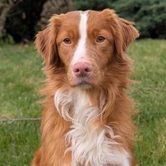 Nova Scotia Duck Tolling Retriever puppies from Rosecreek Tollers