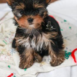 Yorkshire Terrier Puppies from Essence of Grace Yorkies