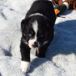 Ariel - Black tri-color female Australian Shepherd puppy in Falcon, Missouri from www.maubachranch.com