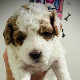 Donner - Blenheim male Cavapoo puppy in Bradenton, Florida from Christianna’s Mini Goldendoodles