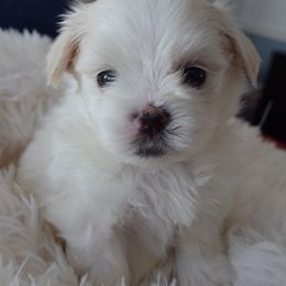 Puppy 1 - White male Maltese puppy in Palatka, Florida from Boshi Maltese