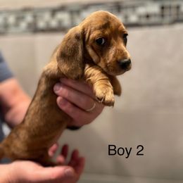 Boy 2 - male Dachshund puppy in Sultan, Washington from Honeydew Ranch