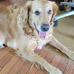 Zoey - Golden Retriever