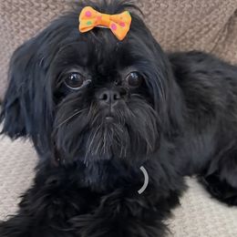 Bonita - Shih Tzu