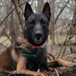Belgian Malinois and xDutch Shepherds from Shellback k9