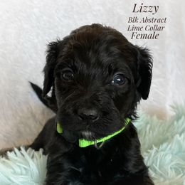 Aussiedoodle and Australian Shepherd Puppies from Dunroamin Farms Australian Shepherds and Aussiedoodles