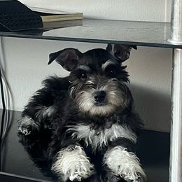 Delancey - Salt and pepper Miniature Schnauzer puppy in Dallas, Texas from Sugarbaby Kennel
