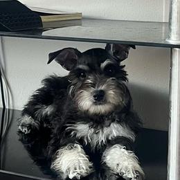 Delancey - Salt and pepper Miniature Schnauzer puppy in Dallas, Texas from Sugarbaby Kennel