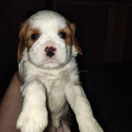 Boy 4 - Blenheim male Cavalier King Charles Spaniel puppy in Belding, Michigan from Miller Cavs and Pyrs