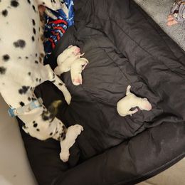 Dalmatian Puppies from America's Dalmatian Friends