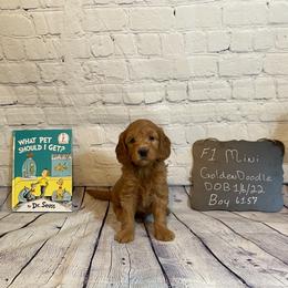 Goldendoodle and Poodle Puppies from Partridge Doodles and Poodles