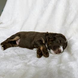 Fields - Red tri-color male Aussiedoodle puppy in Burbank, Ohio from Berns & Doodles