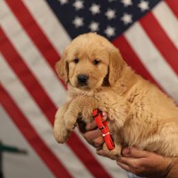Reba - Golden female Golden Retriever puppy in Payette, Idaho from Stonewick Retrievers
