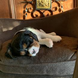 Cavalier King Charles Spaniel Puppies from Ohana Cavalier King Charles Spaniels