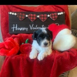 "Bentley" Havanese Puppies from Rag Muffins