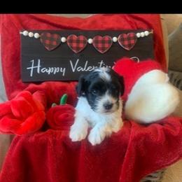 "Bentley" Havanese Puppies from Rag Muffins