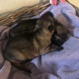 German Shepherd Puppies from Alte Schule Shepherds