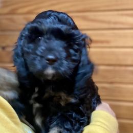Aussiedoodle and Cockapoo Puppies from Dare to Doodle
