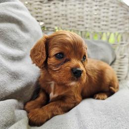 Lainey - Ruby female Cavalier King Charles Spaniel puppy in Watsontown, Pennsylvania from Huntsman Cavaliers
