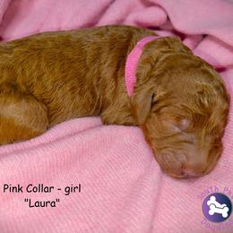 Laura - Red  female Goldendoodle puppy in Greer, South Carolina from South Paw Doodles