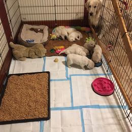 Golden Retriever Puppies from Golden Retriever Street
