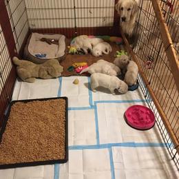 Golden Retriever Puppies from Golden Retriever Street