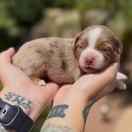 Ember - Red merle female Miniature American Shepherd puppy in Tucson, Arizona from Outlaw Minis