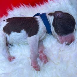 Deep Blue - Parti male Labradoodle puppy in Ellenwood, Georgia from Four Paws Down