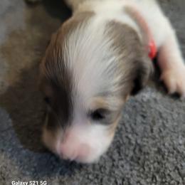 Dachshund Puppies from Weenies on the Lake
