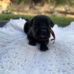Diesel - Black brindle male Cane Corso puppy in Utah from 3Lake Kennelz