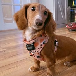 Dachshunds from Jersey Exchange