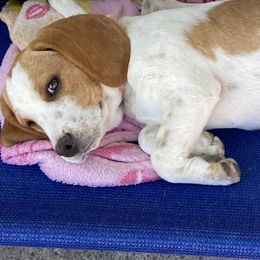 Poppy - Beagle