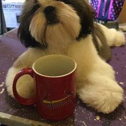 Palaquin breeder of Shih Tzu