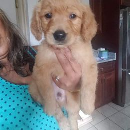 Golden Retriever Puppies from Marie