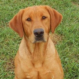 Labrador Retriever adult dog