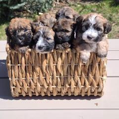 Cavapoo, Poodle, and Whoodle Puppies from Perfect Pawzabilities