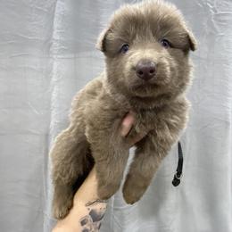 Boy 4 - Isabella male German Shepherd puppy in Pelham, North Carolina from P & P Shepherds