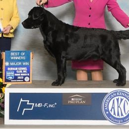 Labrador Retriever All Grown Up from KVF Labradors