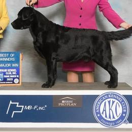 Labrador Retriever All Grown Up from KVF Labradors