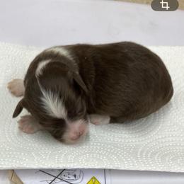 Male 1 - Brown and white male Aussiedoodle puppy in Spring Hill, Tennessee from Duke's Mini & Toy Australian Shepherds & Aussiedoodles