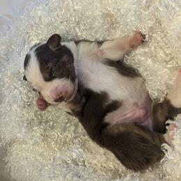 Australian Shepherd Puppies from Firelight Australian Shepherds