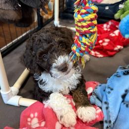 Gale - Red tri-color female Aussiedoodle puppy in Mesa, Arizona from Sweet AZ Doodles