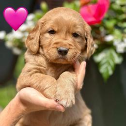 Pink - Dark golden female Golden Retriever puppy in Calistoga, California from Willow’s AKC Golden Retrievers