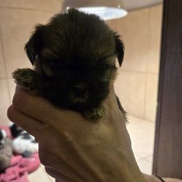 Brown with light brown markings Loddypop - Sable female Shih Tzu puppy in Lebanon, Missouri from Anna's Babies in the Midwest