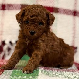 AKC Cyprus - Red  female Poodle puppy in Jonesborough, Tennessee from 5AFarms