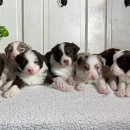 Australian Shepherd Puppies from Aussies Of Circle H