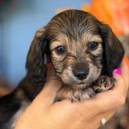Spice Shaded Cream 3300 - Cream female Dachshund puppy in North Branch, Michigan from Monarch Miniature Dachshunds
