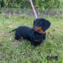 Jolene - Dachshund