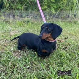 Jolene - Dachshund