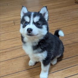 AxM b2 - Black and white male Pomsky puppy in Charlotte, Michigan from Moore Pomskies